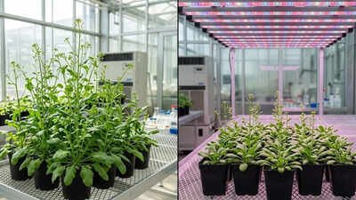 Scientists discover light can slow plant growth; here’s how it works