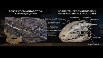 This 380-million-year-old Antarctic fossil fish may explain how life first crawled onto land |