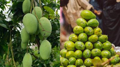 The curious story behind the Langra Aam: Why is this famous mango called ‘langra’ |
