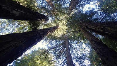Why the world’s tallest tree is hidden from tourists |