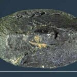 This ancient bullet carried a secret 2,100-year-old Greek word that shocked experts worldwide revealing ‘sarcastic’ war message
