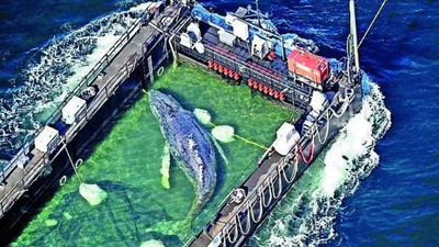 'Timmy' the stranded whale rescued, returned to North Sea