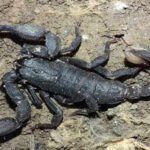 Not just venom, the surprising metals inside scorpions' structure make their sting stronger |