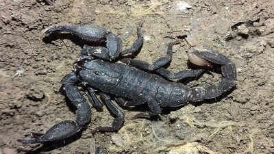 Not just venom, the surprising metals inside scorpions' structure make their sting stronger |