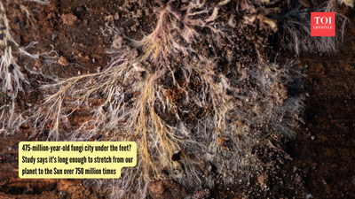 75-million-year-old fungi city under the feet? Study says it's long enough to stretch from our planet to the Sun over 750 million times |