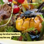 5 most common things that attract houseflies in homes and how to keep them away |
