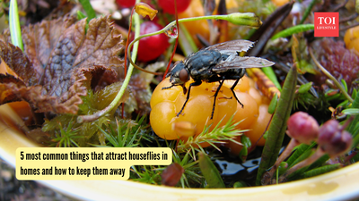 5 most common things that attract houseflies in homes and how to keep them away |