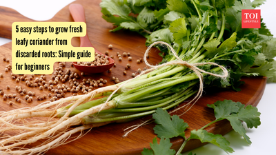 Coriander Growing Tips: 5 easy steps to grow fresh leafy coriander from discarded roots: Simple guide for beginners |