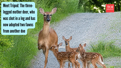 Meet Tripod: The three-legged mother deer, who was shot in a leg and has now adopted two fawns from another doe |
