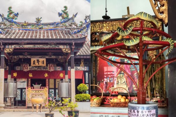 Inside Malaysia's Snake Temple where venomous vipers live among prayer halls and people worship alongside them |