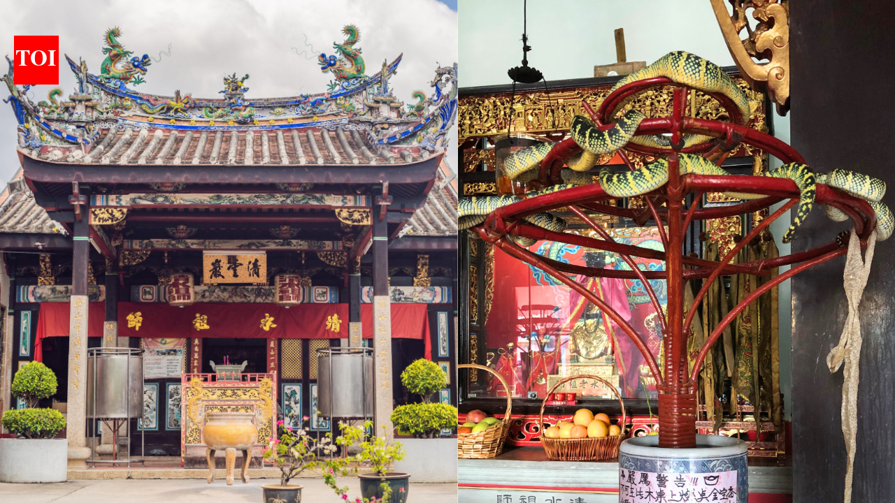 Inside Malaysia's Snake Temple where venomous vipers live among prayer halls and people worship alongside them |