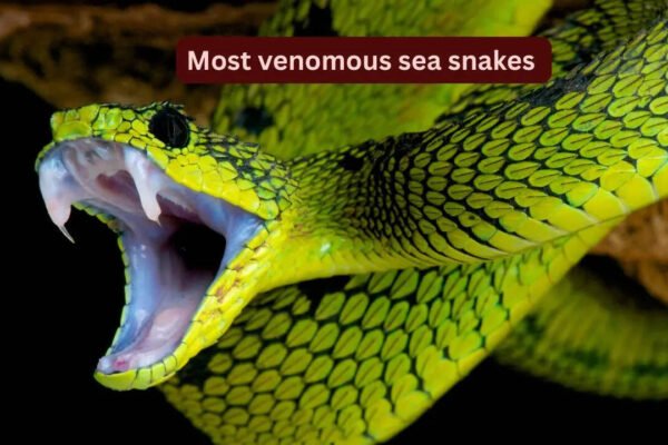 5 most venomous sea snakes travellers should know about
