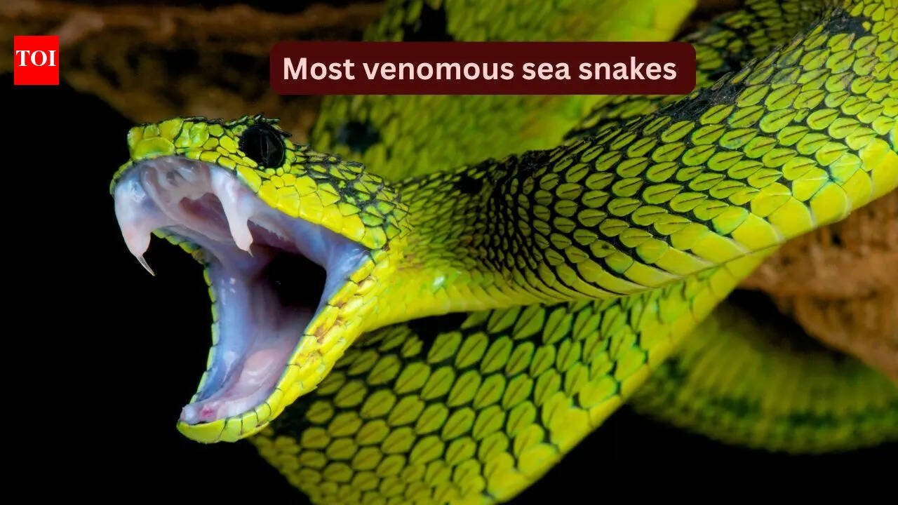5 most venomous sea snakes travellers should know about