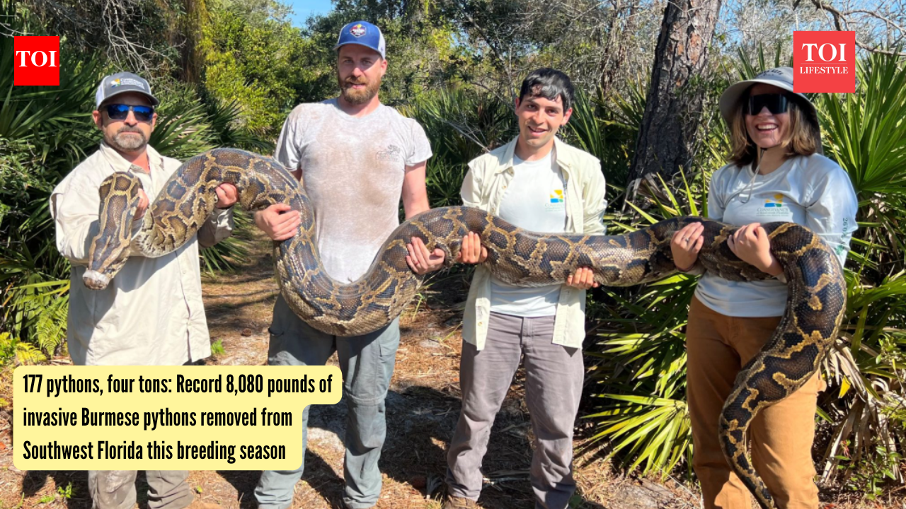 Burmese Pythons: 177 pythons, four tons: Record 8,080 pounds of invasive Burmese pythons removed from Southwest Florida this breeding season