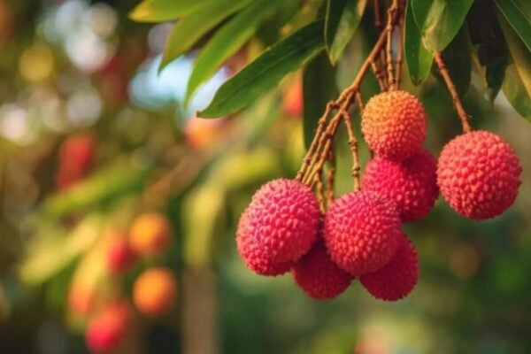Tezpur Litchi: Boost for litchi exports! Assam’s GI-tagged Tezpur litchi reaches Dubai, Singapore in first shipment