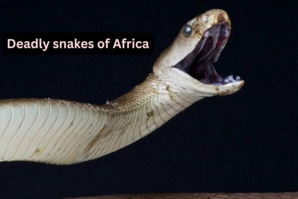 5 venomous snakes you’ll only find in Africa and where to spot them