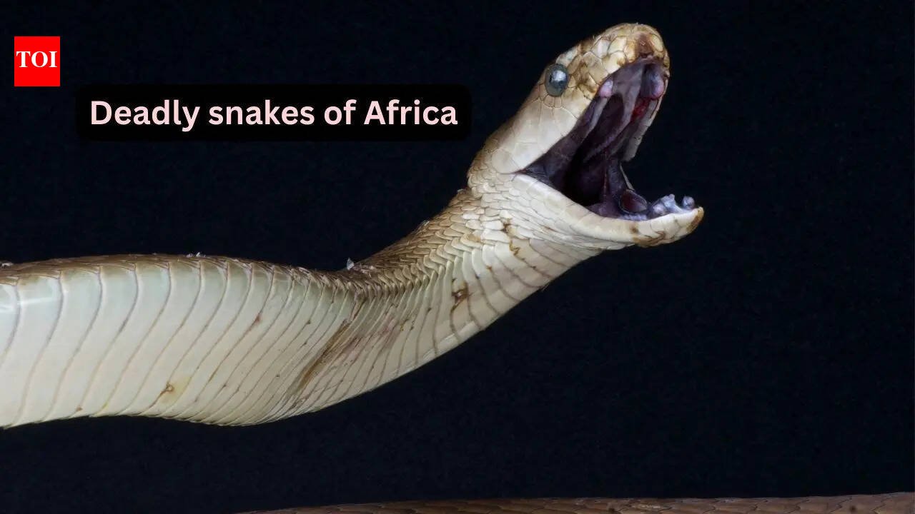 5 venomous snakes you’ll only find in Africa and where to spot them