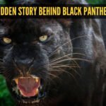 The hidden story behind black panthers: 5 facts that may surprise you