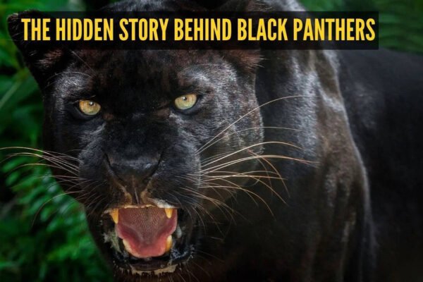 The hidden story behind black panthers: 5 facts that may surprise you