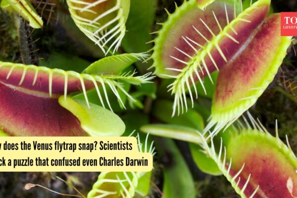 Venus Flytrap: How does the Venus flytrap snap? Scientists crack a puzzle that confused even Charles Darwin