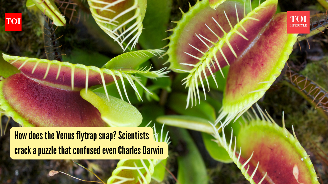 Venus Flytrap: How does the Venus flytrap snap? Scientists crack a puzzle that confused even Charles Darwin