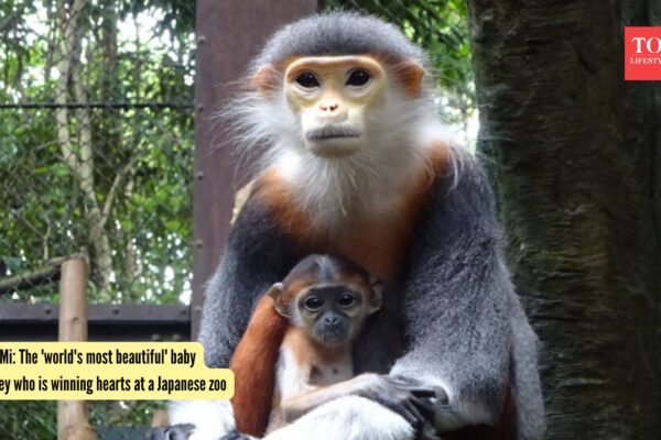 Mi Baby Monkey: Meet Mi: The 'world's most beautiful' baby monkey who is winning hearts at a Japanese zoo |