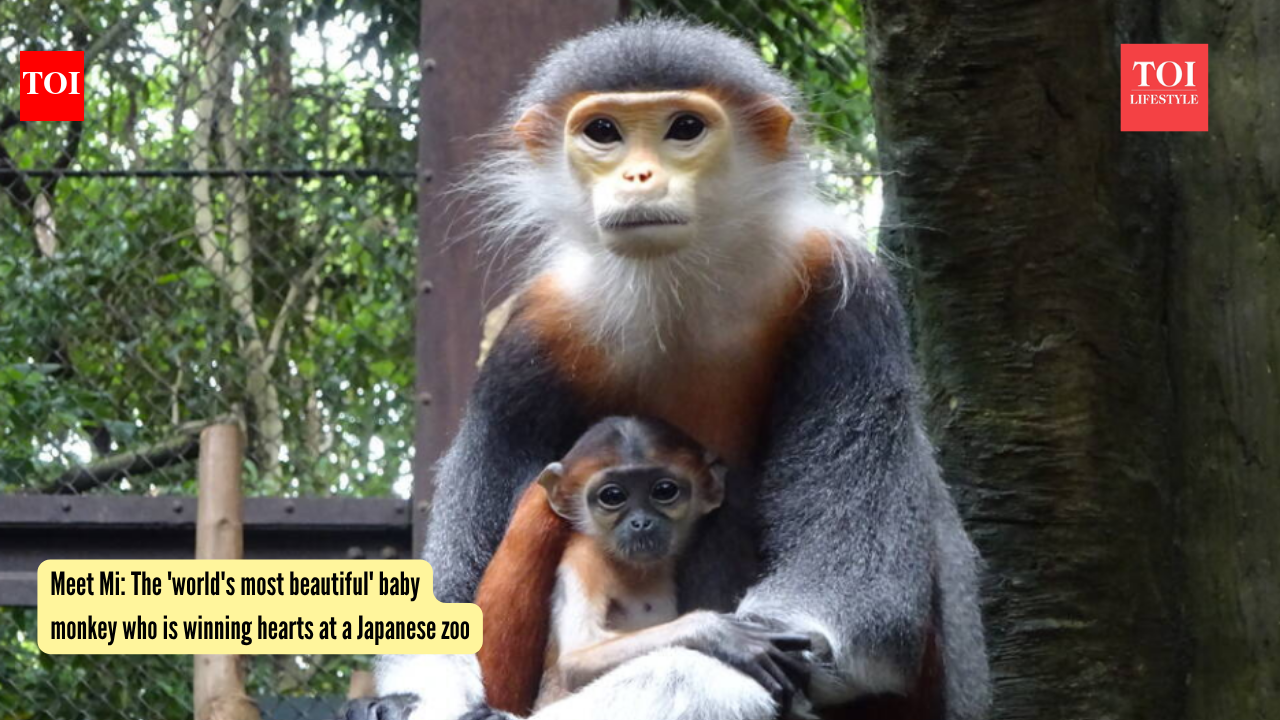 Mi Baby Monkey: Meet Mi: The 'world's most beautiful' baby monkey who is winning hearts at a Japanese zoo |