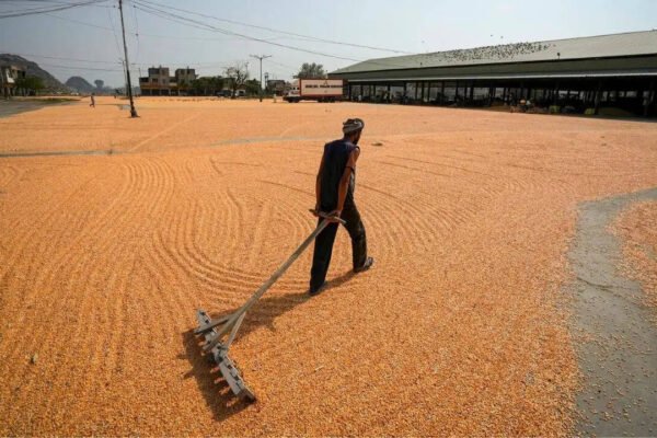 India Grain Reserves: India builds record grain reserves as El Nino returns: Rice stocks hit new peak, wheat stores at five-year high