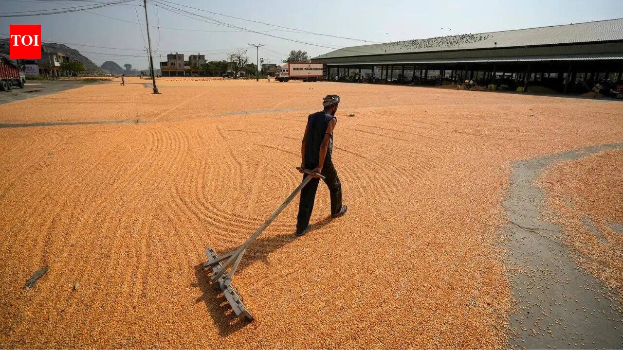 India Grain Reserves: India builds record grain reserves as El Nino returns: Rice stocks hit new peak, wheat stores at five-year high