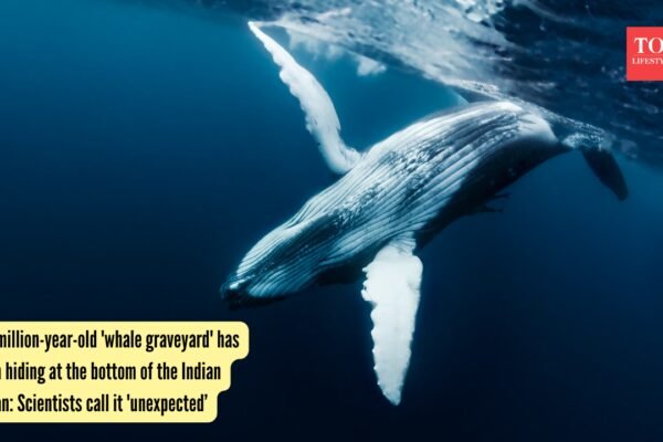 5.3-million-year-old 'whale graveyard' has been hiding at the bottom of the Indian Ocean: Scientists call it 'unexpected' |