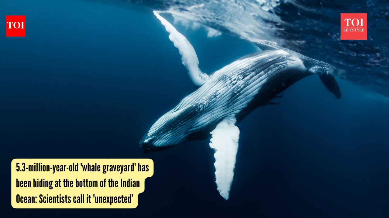 5.3-million-year-old 'whale graveyard' has been hiding at the bottom of the Indian Ocean: Scientists call it 'unexpected' |