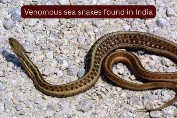 5 highly venomous sea snakes found in Indian waters and where they are found