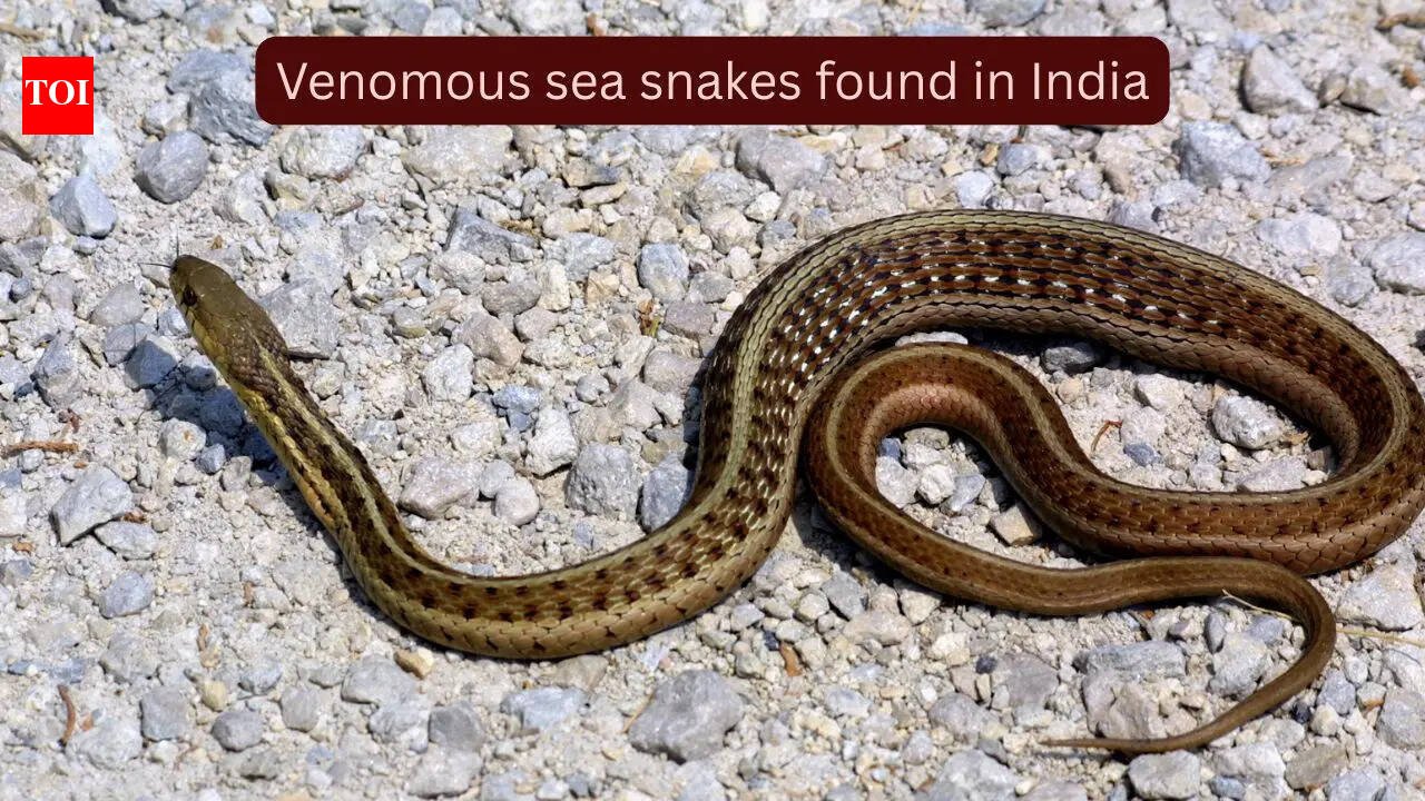 5 highly venomous sea snakes found in Indian waters and where they are found