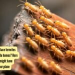 Which is the first place termites usually attack inside homes? Here are the signs they might have already infested your place |