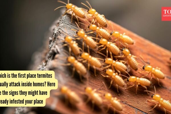 Which is the first place termites usually attack inside homes? Here are the signs they might have already infested your place |