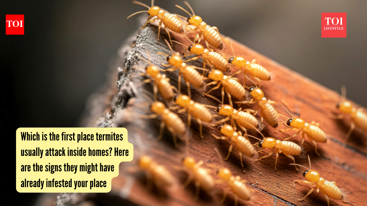 Which is the first place termites usually attack inside homes? Here are the signs they might have already infested your place |