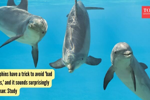 Dolphins have a trick to avoid 'bad guys,' and it sounds surprisingly human: Study