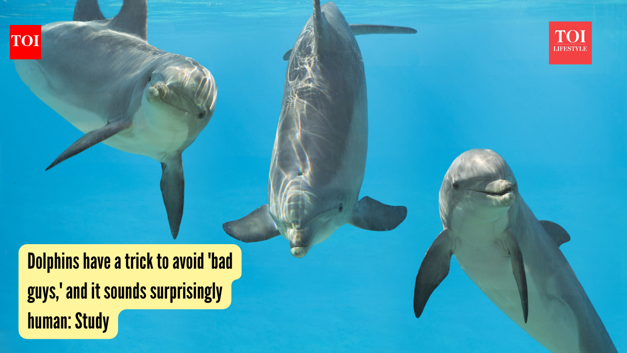 Dolphins have a trick to avoid 'bad guys,' and it sounds surprisingly human: Study