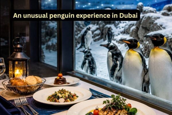 Dining With Penguins In Dubai: A meal with penguins amid snow: The unusual travel experience you didn’t know existed in Dubai