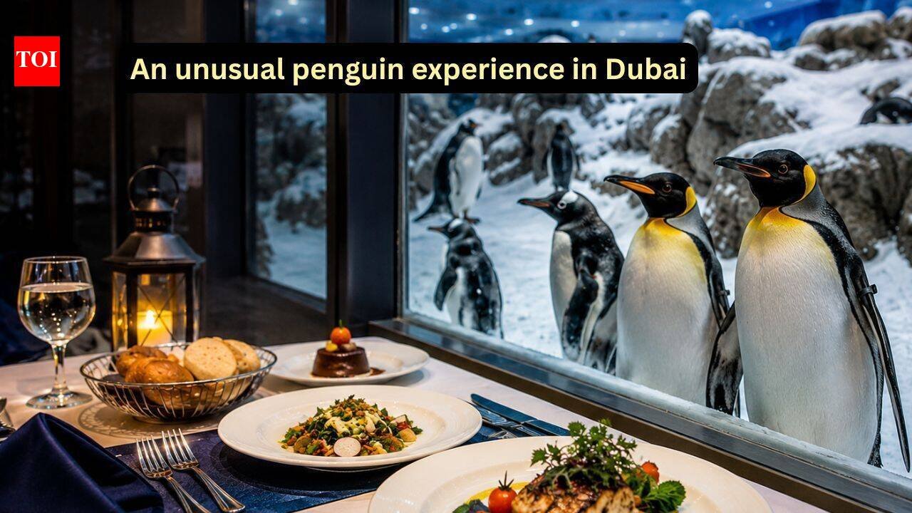 Dining With Penguins In Dubai: A meal with penguins amid snow: The unusual travel experience you didn’t know existed in Dubai