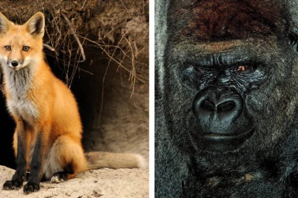 10 animal dads who prove great parenting isn't just a human trait