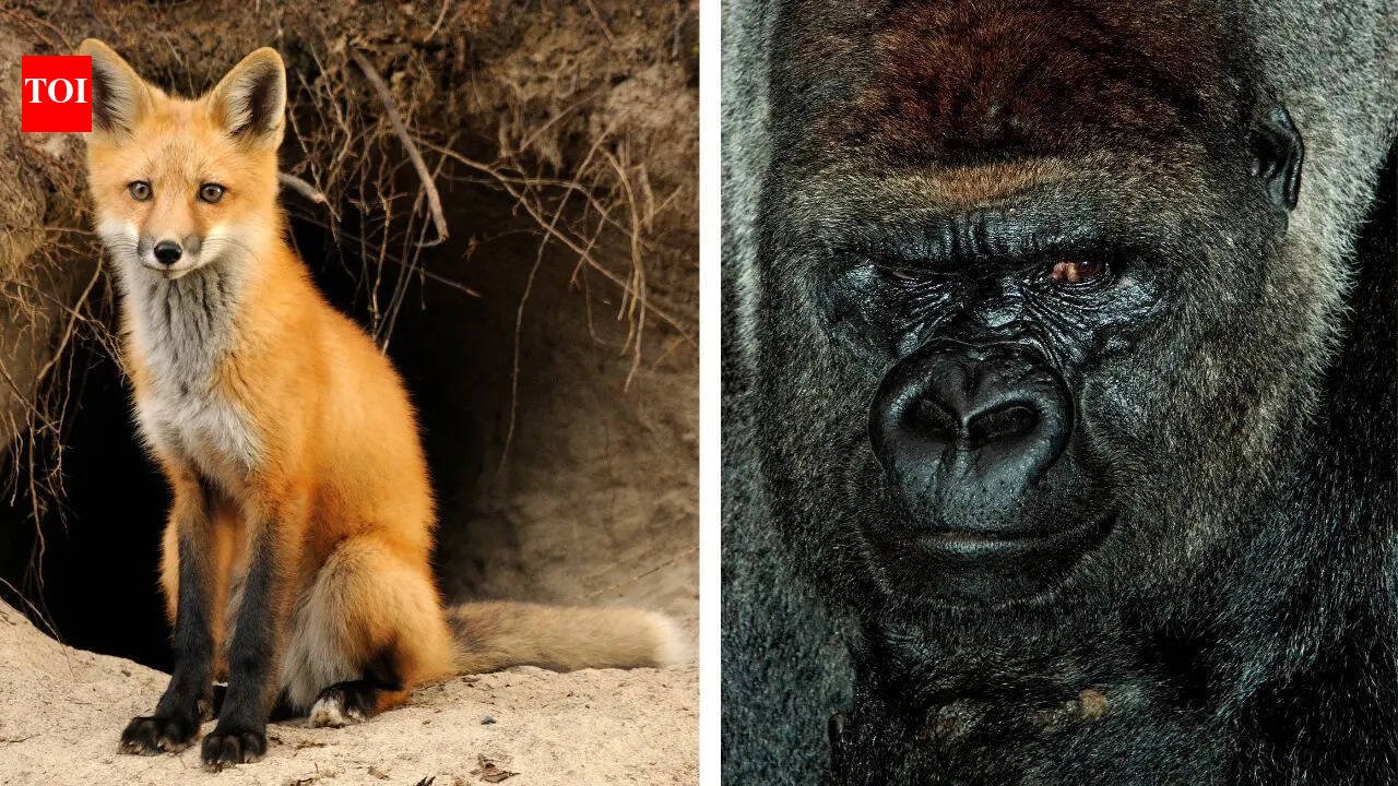 10 animal dads who prove great parenting isn't just a human trait
