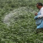 Green urea push: Centre plans 7.24 lakh MT green ammonia procurement to reduce fertiliser imports