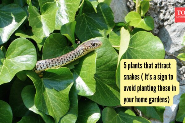 5 plants that attract snakes ( It's a sign to avoid planting these in your gardens) |