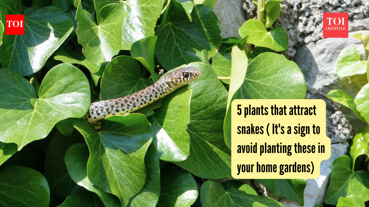 5 plants that attract snakes ( It's a sign to avoid planting these in your gardens) |