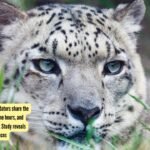 Three wild Himalayan predators share the same turf, hunt at the same hours, and somehow never go to war: Study reveals surprising 'menu' differences |