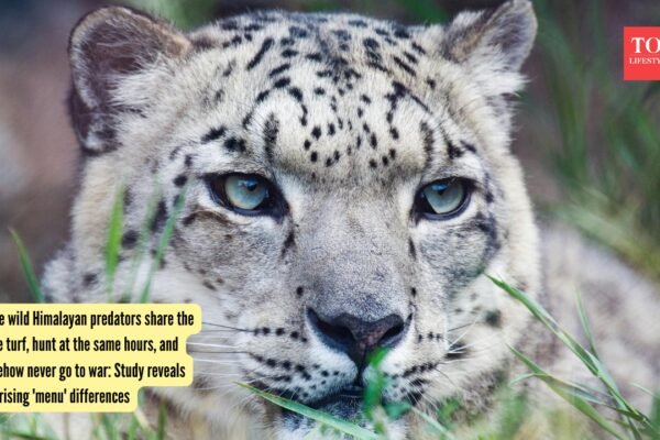 Three wild Himalayan predators share the same turf, hunt at the same hours, and somehow never go to war: Study reveals surprising 'menu' differences |