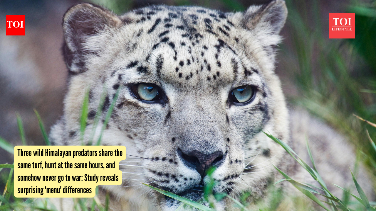 Three wild Himalayan predators share the same turf, hunt at the same hours, and somehow never go to war: Study reveals surprising 'menu' differences |