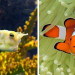 5 cutest fish in the ocean you’ll instantly love