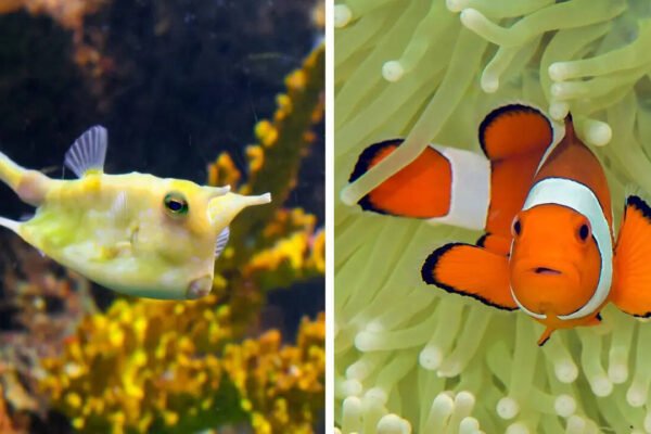 5 cutest fish in the ocean you’ll instantly love